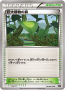 巨大植物の森  XY 154/171